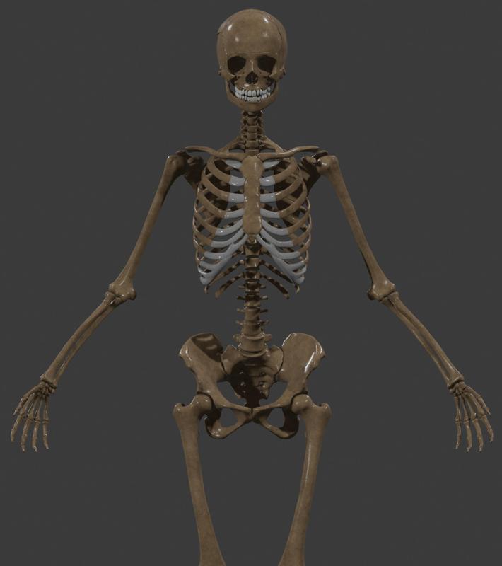 Anatomically Correct Skeleton