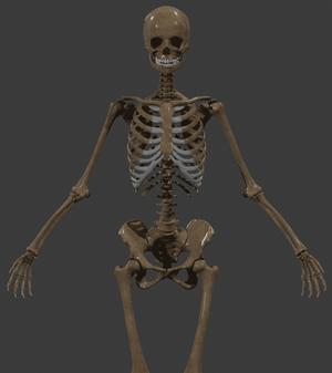 Anatomically Correct Skeleton