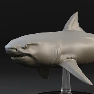 Great white shark