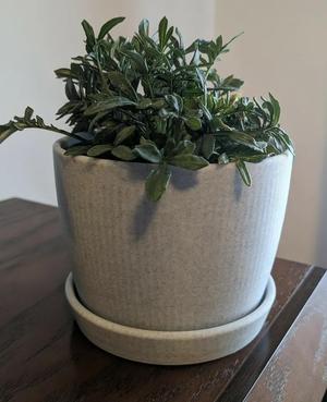 Simple planter   