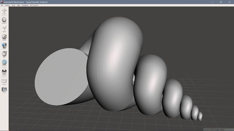 Long Spiral Nautilus