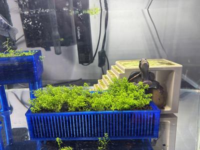 aquatic box (water plant box)