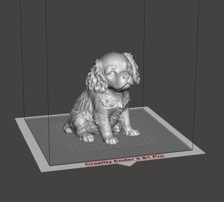 Cavalier King Charles Spaniel Dog - Blenheim