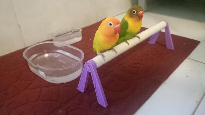 perch for lovebird budgies or cockatiel