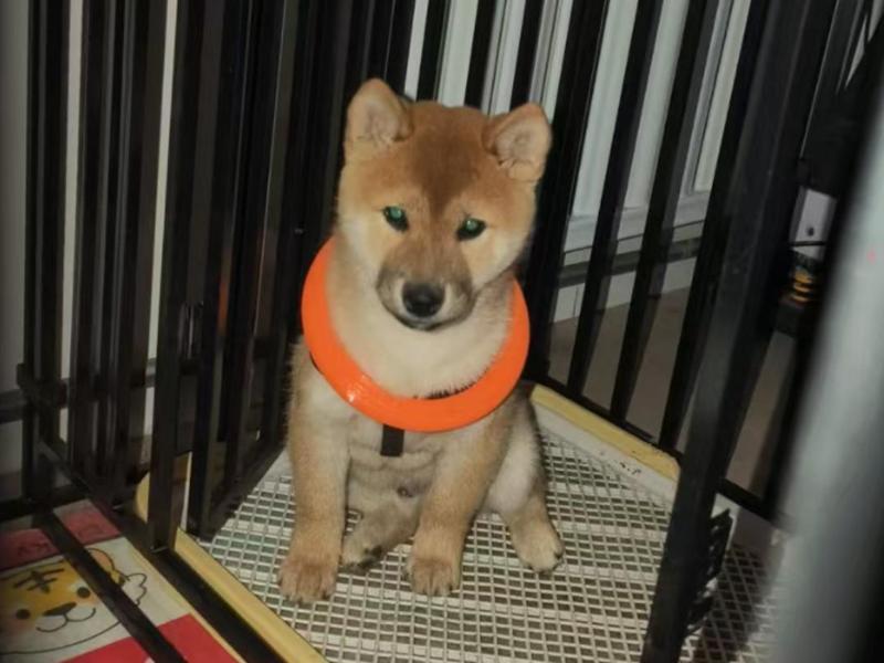 Large Pull Ring Dog Toy and Large Circular Collar Charm for Pet Dogs Playable and Wearable TPU