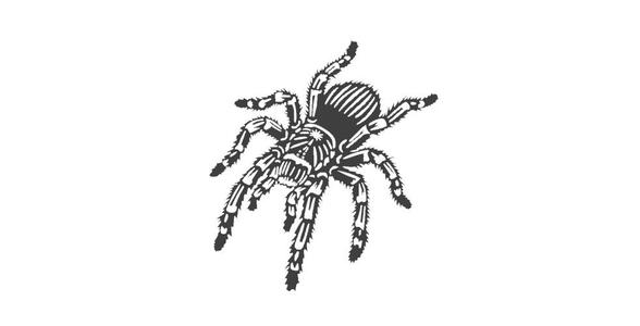 spider