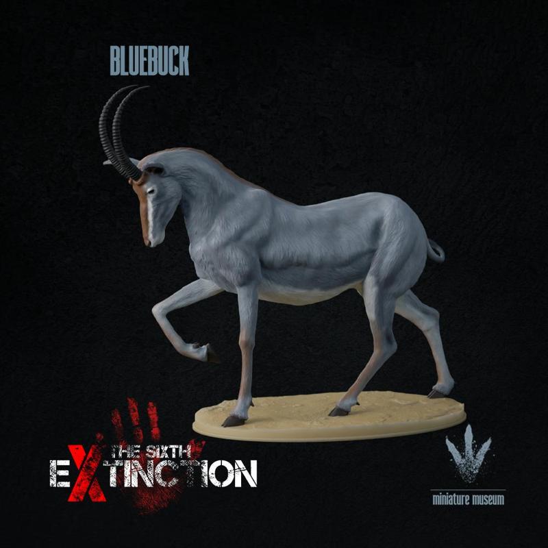 Bluebuck : Hippotragus leucophaeus