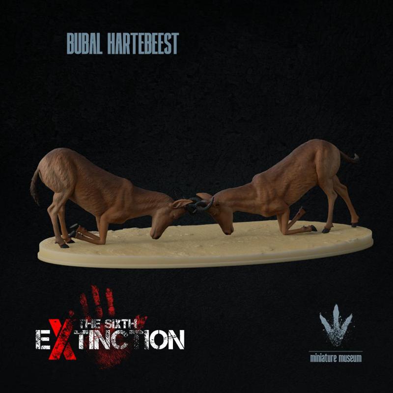 Bubal hartebeest : Fighting