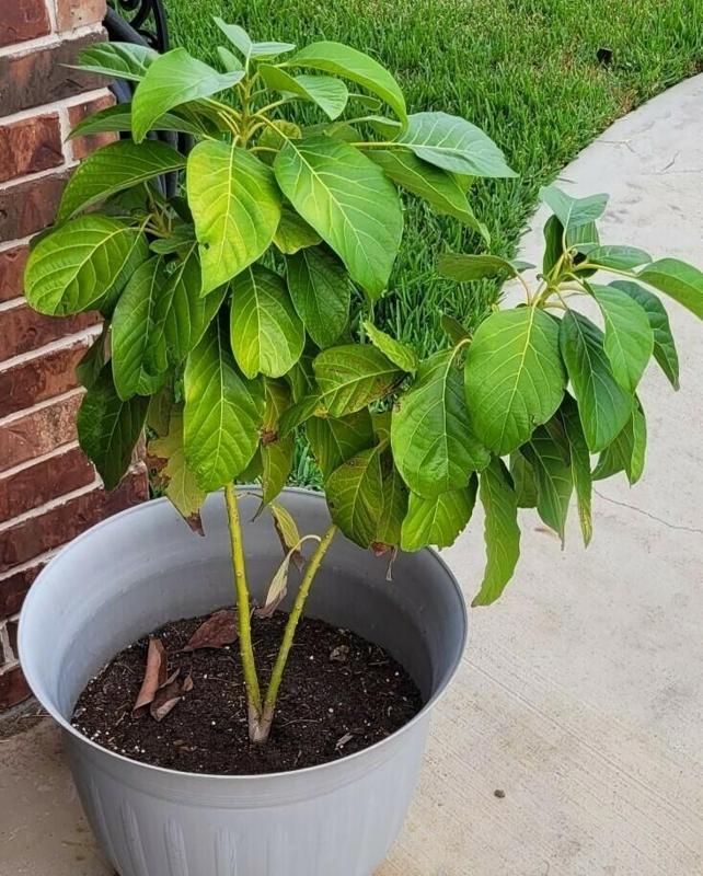 Avocado Boat Improved