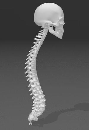 3D Printed Human Spinal Column Model