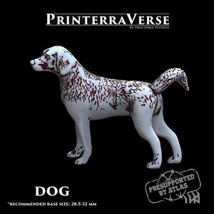 004 ANIMAL Domestic Dog