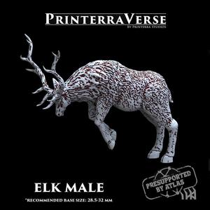 004 ANIMAL Elk Male