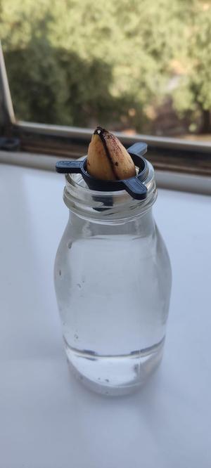Mini Avocado holder