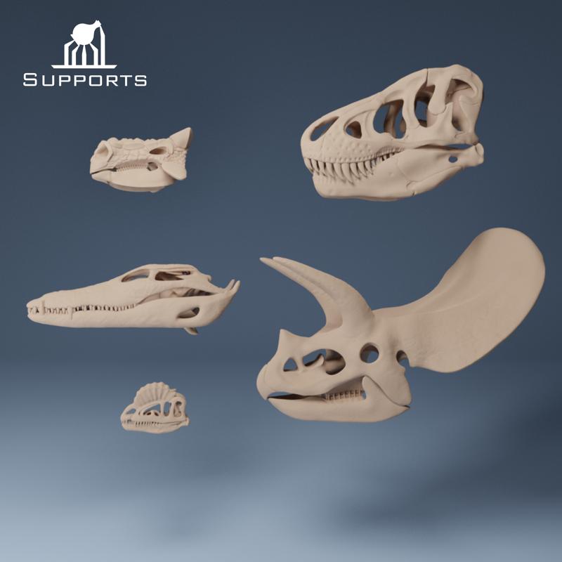 Dinosaur skulls 2