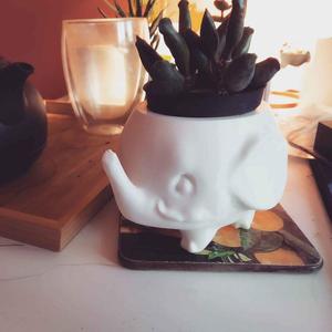 Elephant Succulent Planter