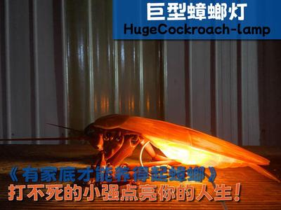 Lucky Cockroach Night Light