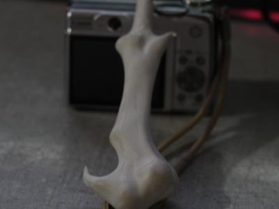 voldemorts wand