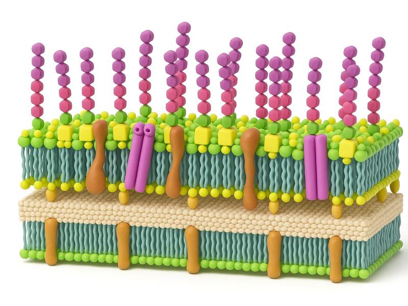 Gram-negative bacterial cell wall