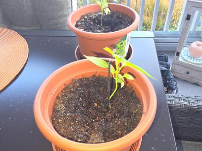 Plant Support