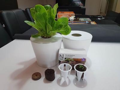 Hydroponics IKEA Papaya