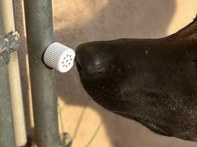 Mini sniffer for Nosework/Detection with magnets