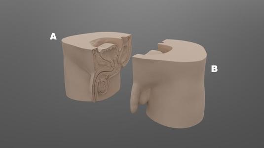 Male reproductive organs model