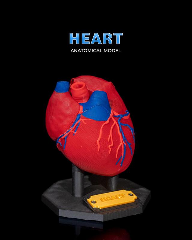 Heart Anatomical Model