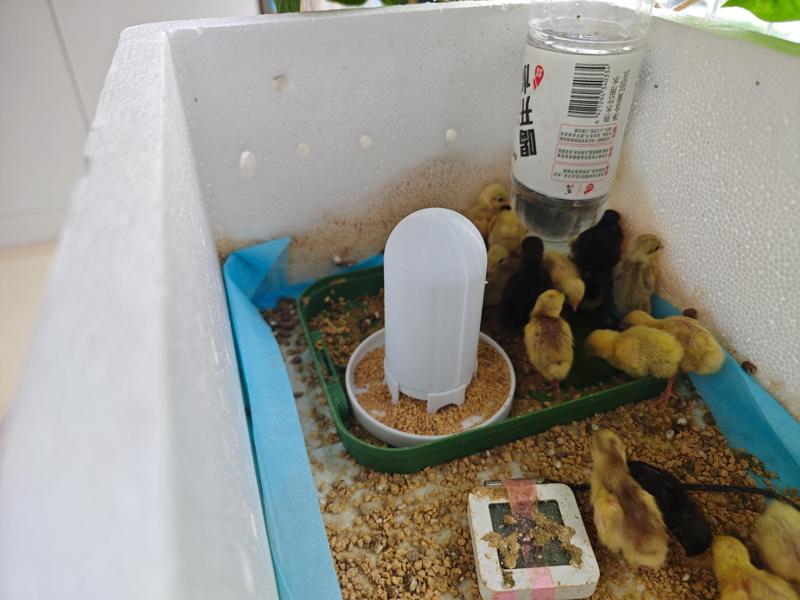 Button Quail Chick Bird Feeder