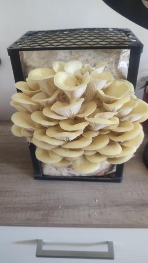 Stackable mushroom growing bag holder