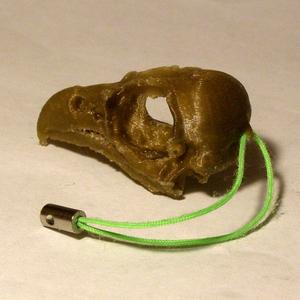 Eagle (Osprey) Skull