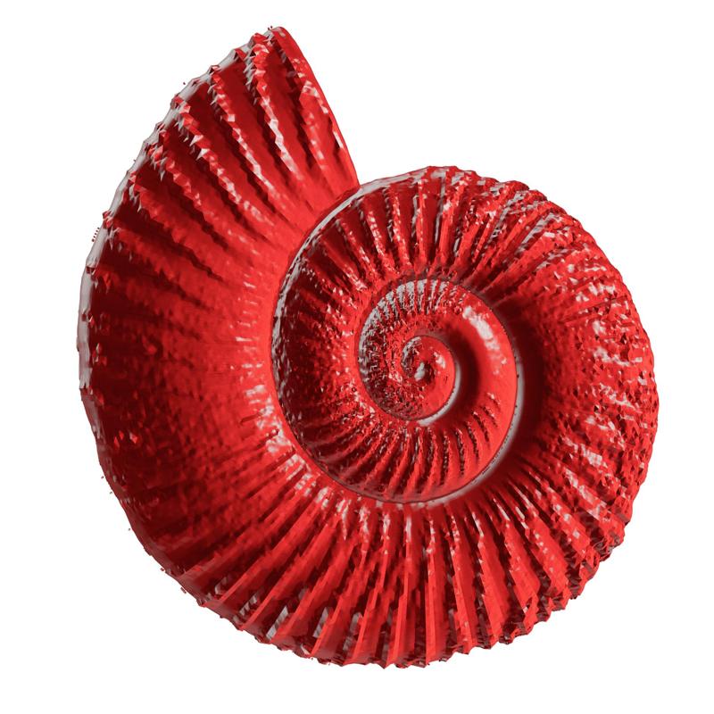 Giant Red Prehistoric Ammonite