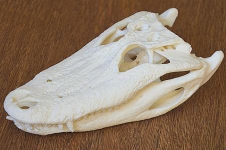 Alligator Skull