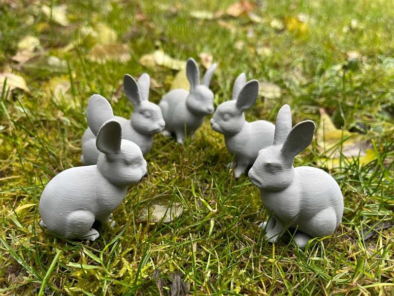 Cute domestic rabbits