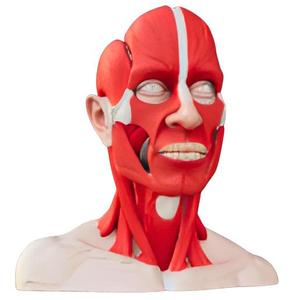 Human Head and Neck Muscular Structure Model