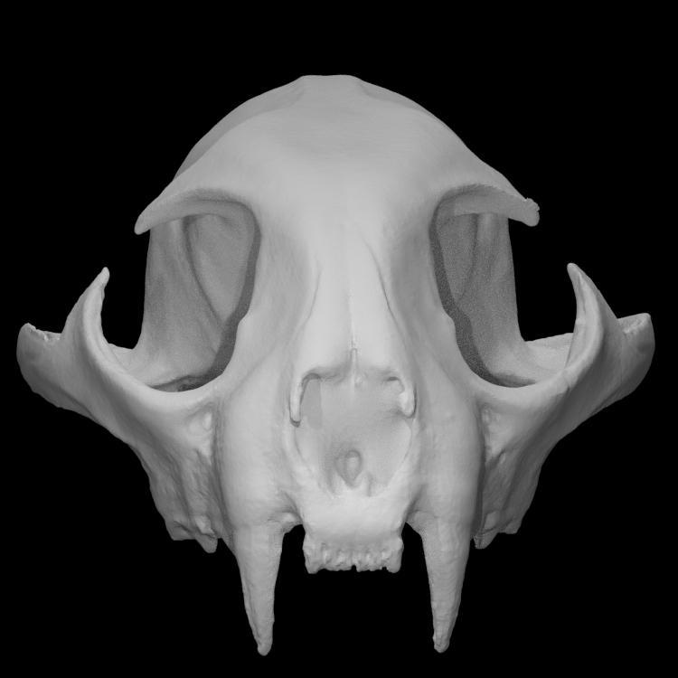 Bobcat Skull