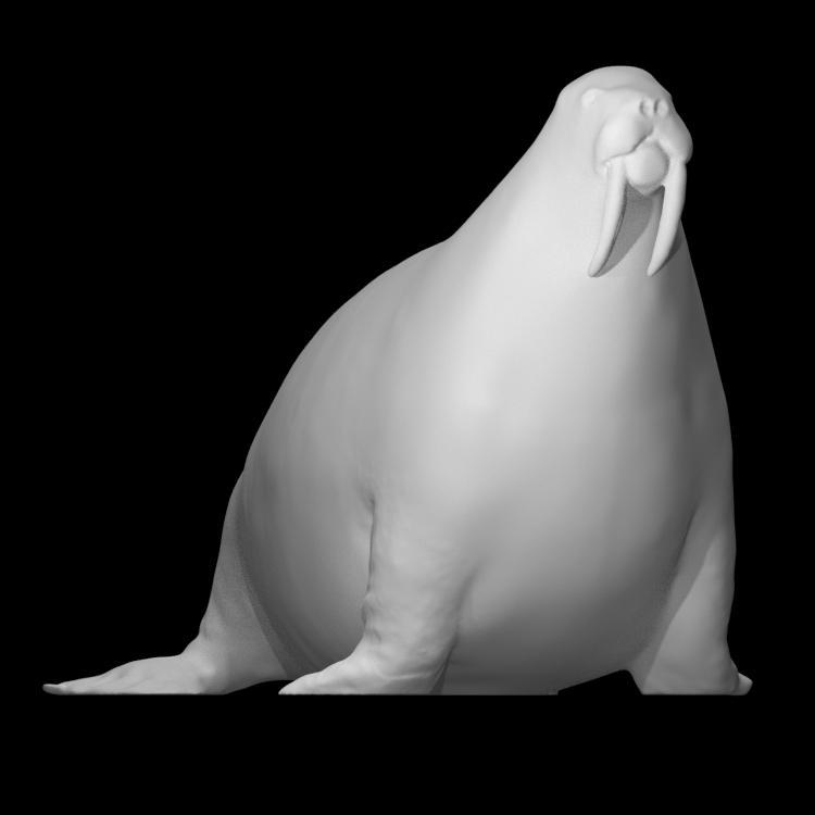 Walrus (no base)