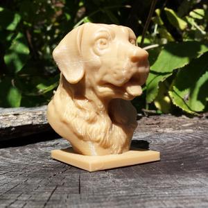 Labrador Bust