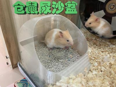 Hamster Urine and Bath Sand House