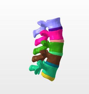 Lumbar vertebral column SEGMENTED IN 10 PARTS