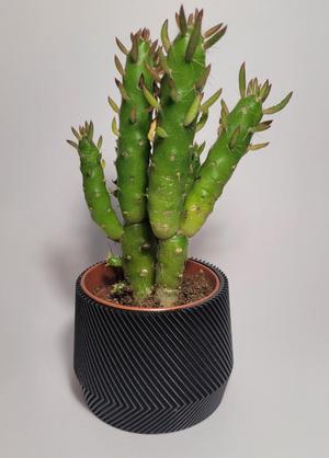Planter Plant Cover
