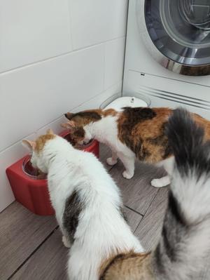 Comedero alto para gatos o perros pequeños