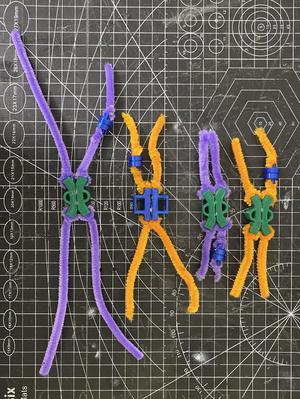 Magnetic 3D-Printed Chromosome Models - Mitosis and Meiosis