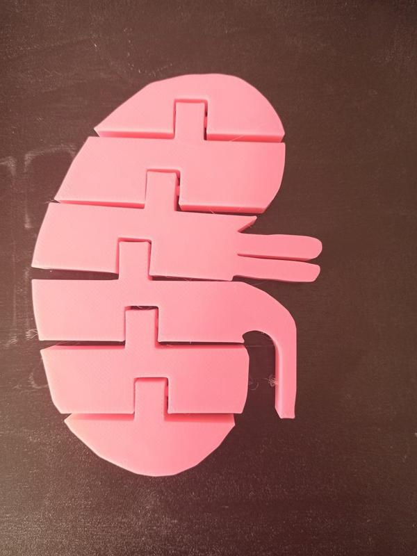 Flexi Articulated Kidney