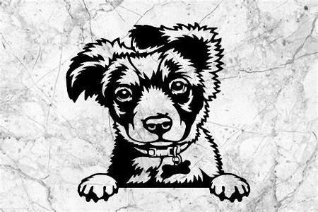 border collie dog wall decoration wall decoration dog deco wall house Pet realistic