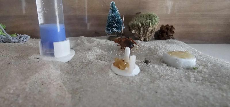 Miska karmidełko dla mrówek FORMIKARIUM