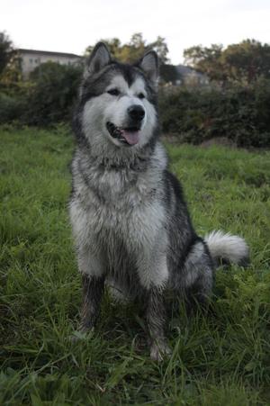 Alaska malamute dog 2d wallart