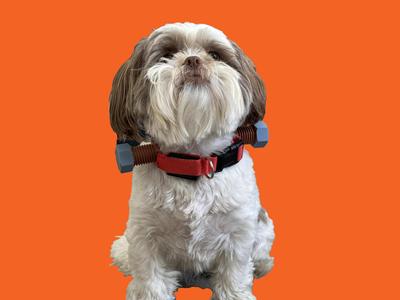 Halloween Costume for Dog