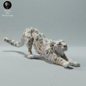 Snow Leopard Stretching
