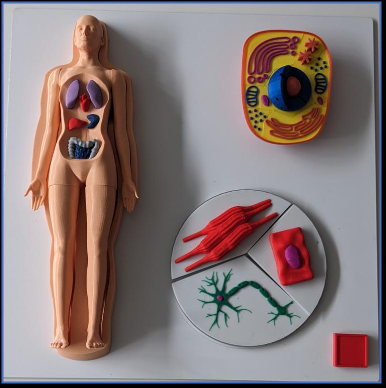 Körper Platte 1 - Druck- und Lehrdateien