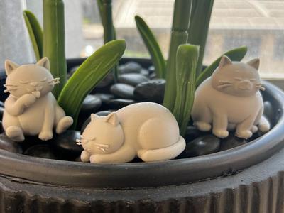 Fat chubby cats
